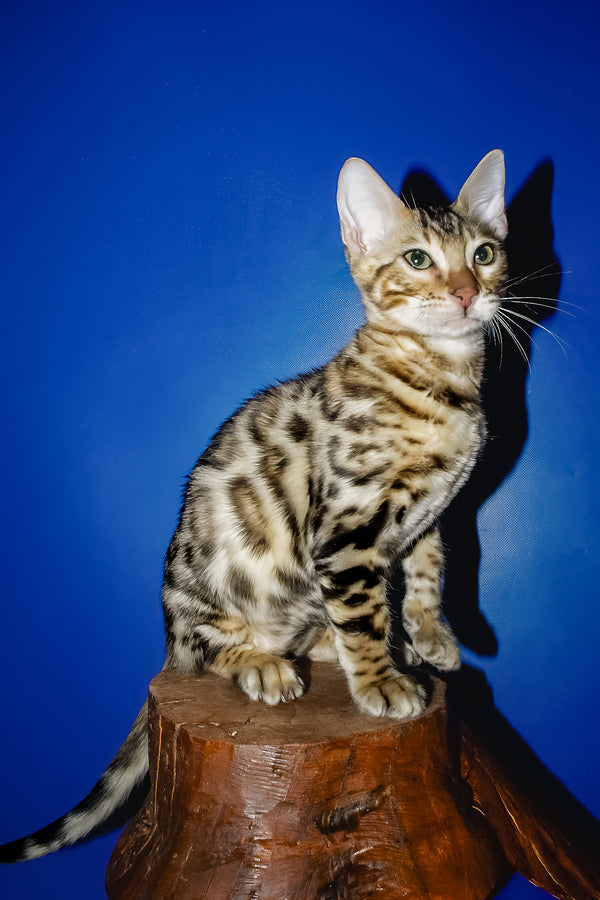 Nicolas | Bengal Kitten