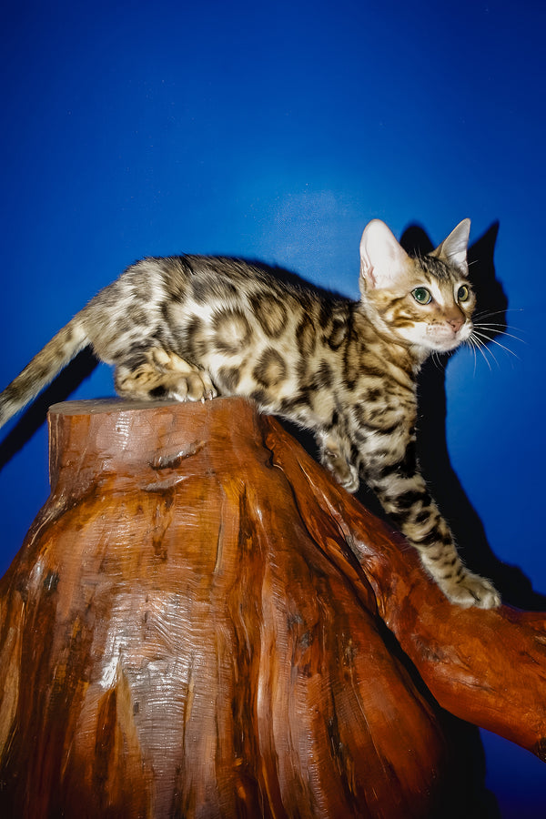 Nicolas | Bengal Kitten