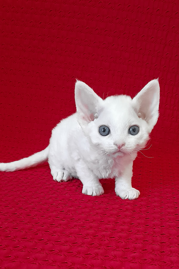 Nigel | Devon Rex Kitten