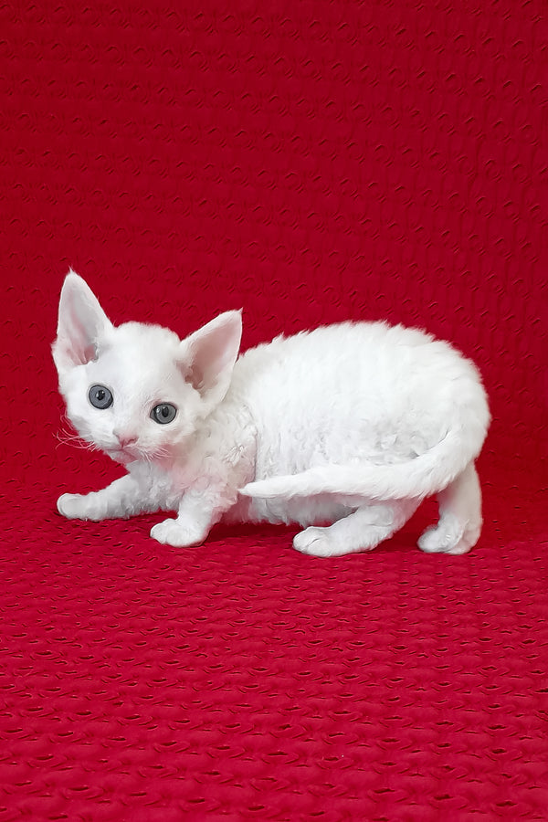 Nigel | Devon Rex Kitten