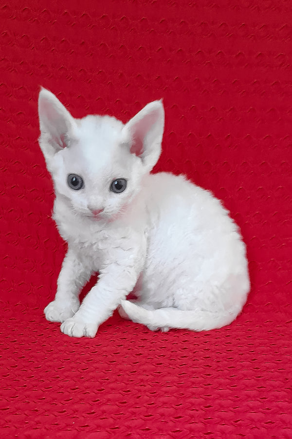 Nigel | Devon Rex Kitten