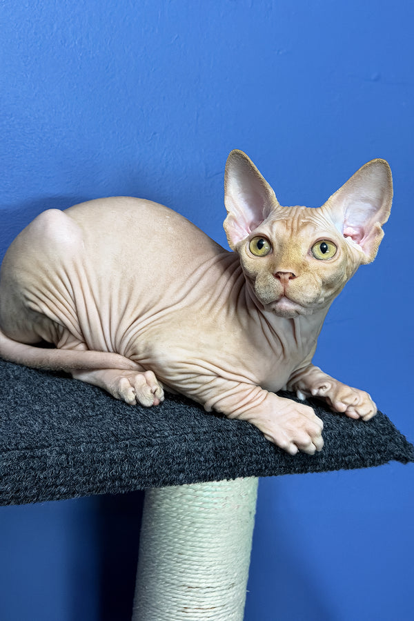Niko | Sphynx Kitten