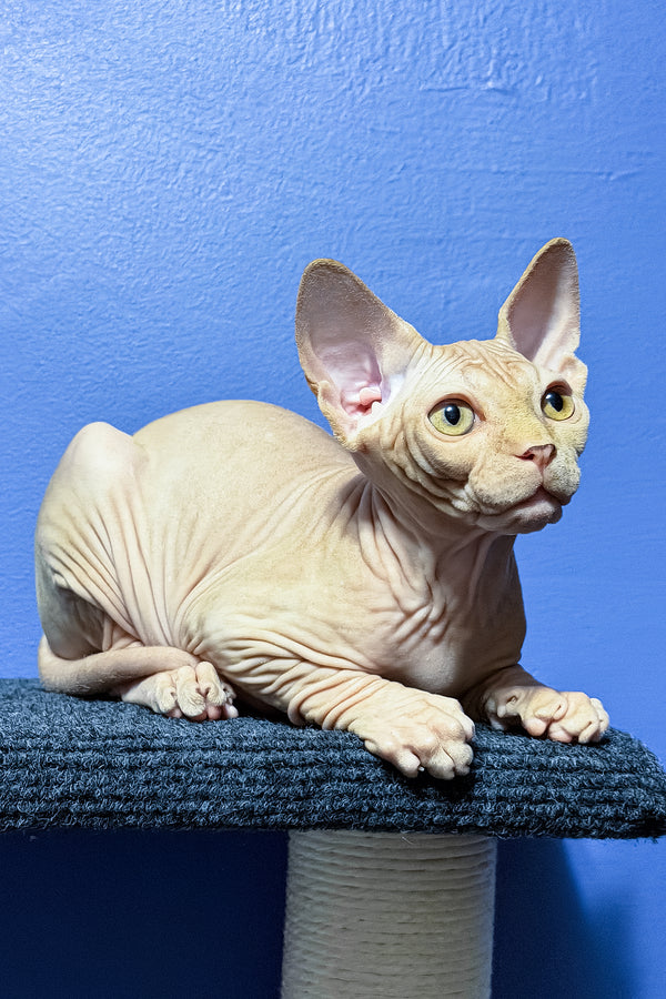 Niko | Sphynx Kitten