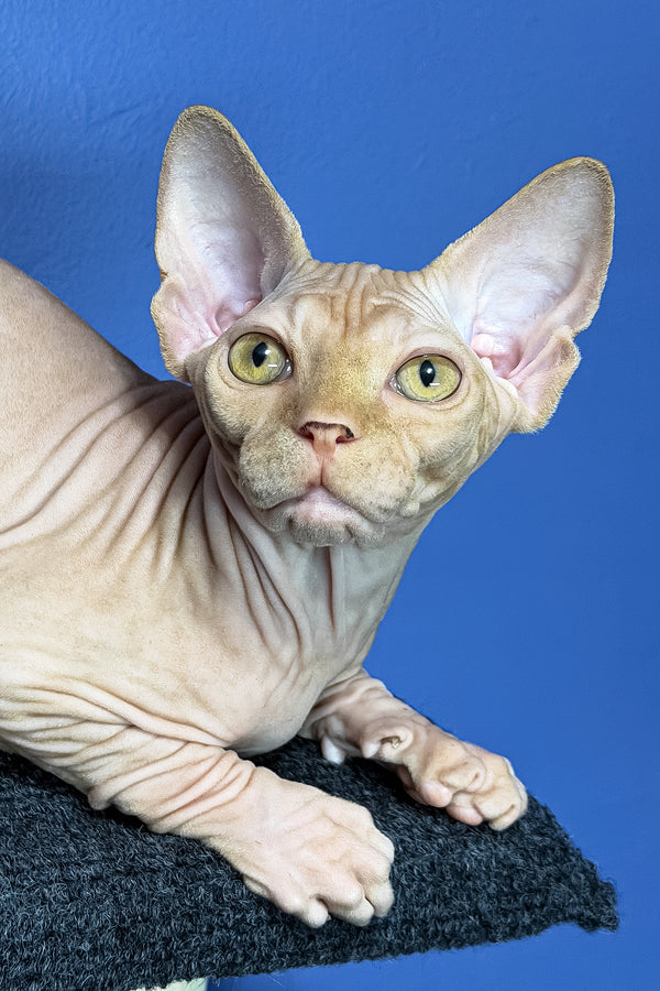 Niko | Sphynx Kitten