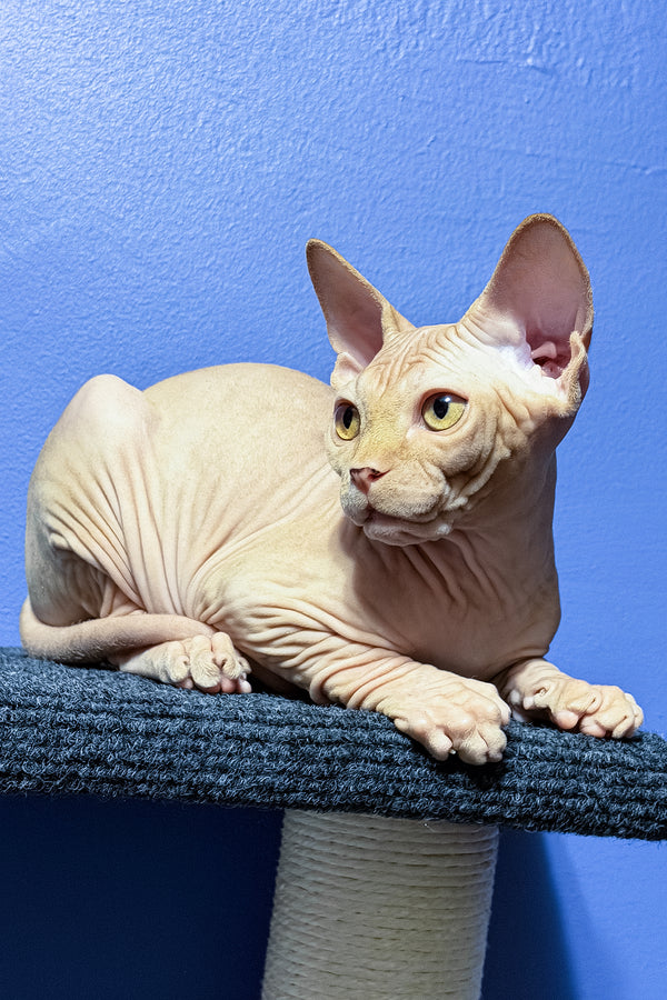 Niko | Sphynx Kitten