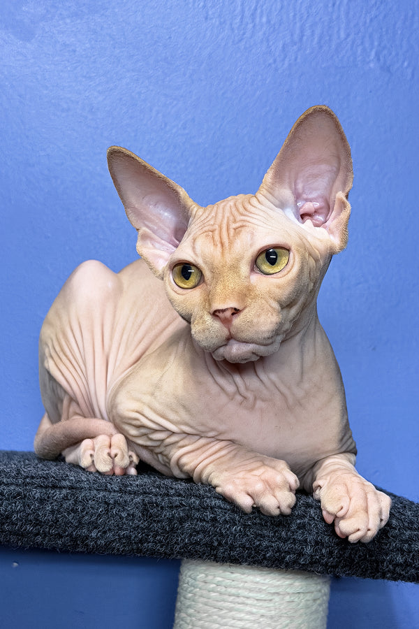 Niko | Sphynx Kitten