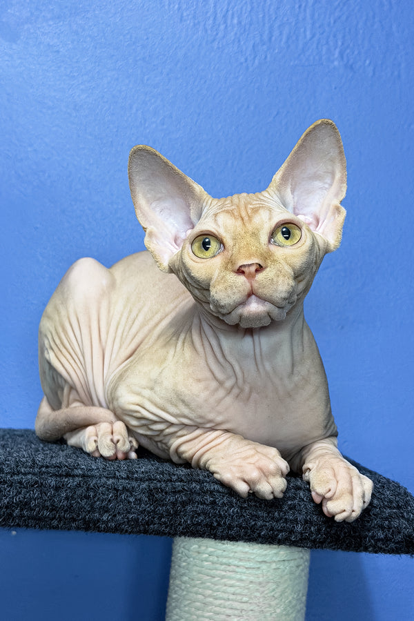 Niko | Sphynx Kitten