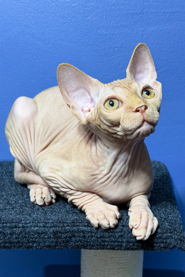 Niko | Sphynx Kitten