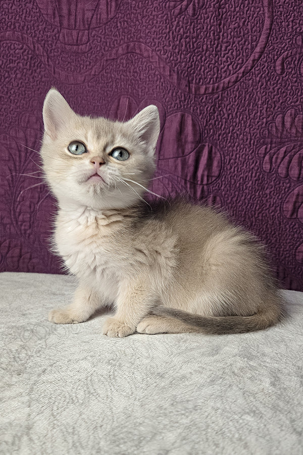 Nile | Scottish Straight Kitten