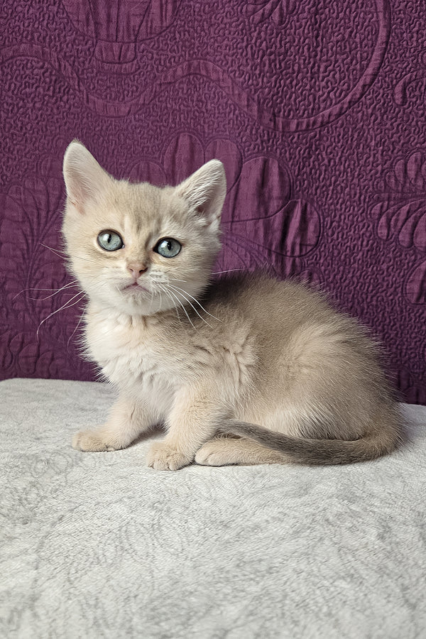 Nile | Scottish Straight Kitten