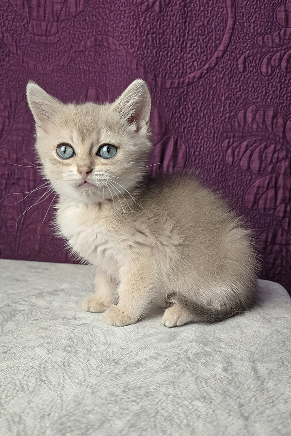 Nile | Scottish Straight Kitten