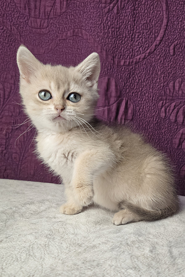 Nile | Scottish Straight Kitten