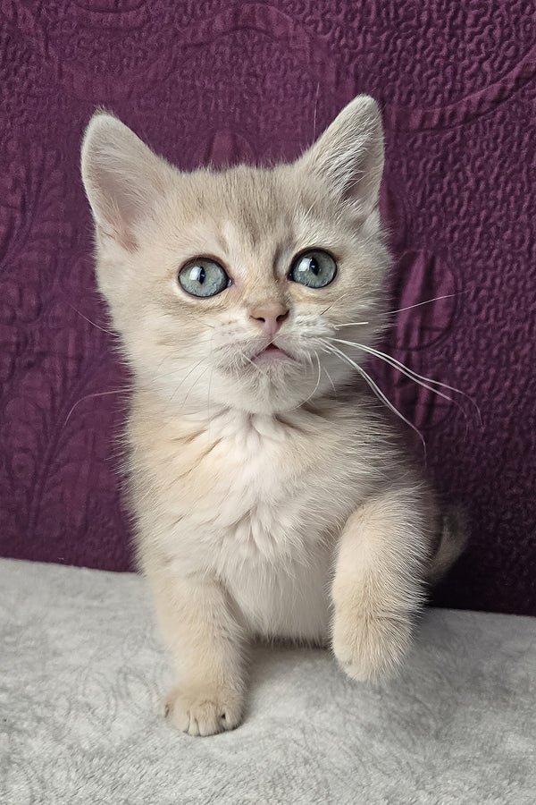 Nile | Scottish Straight Kitten