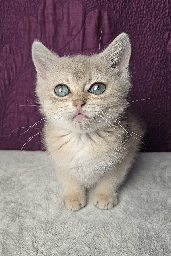 Nile | Scottish Straight Kitten