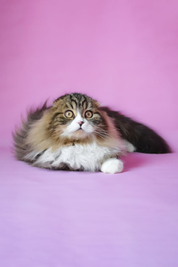 Nils | Scottish Fold Longhair Kitten