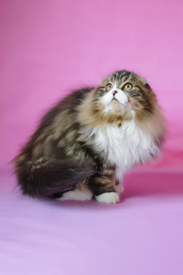 Nils | Scottish Fold Longhair Kitten