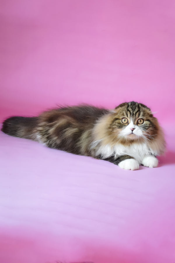 Nils | Scottish Fold Longhair Kitten