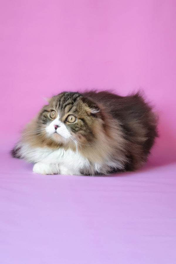 Nils | Scottish Fold Longhair Kitten