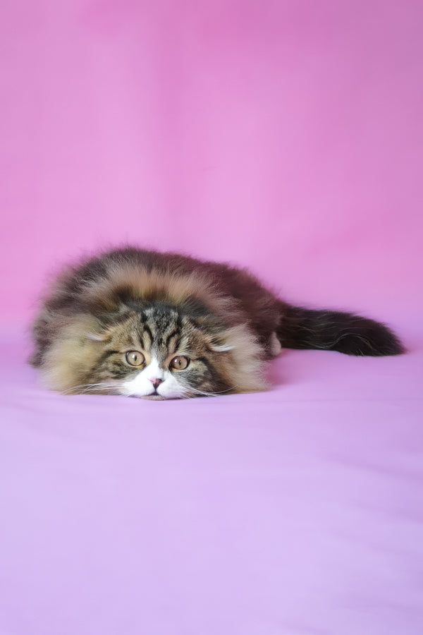 Nils | Scottish Fold Longhair Kitten