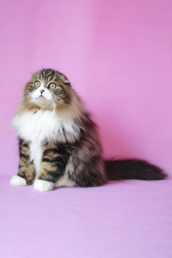 Nils | Scottish Fold Longhair Kitten
