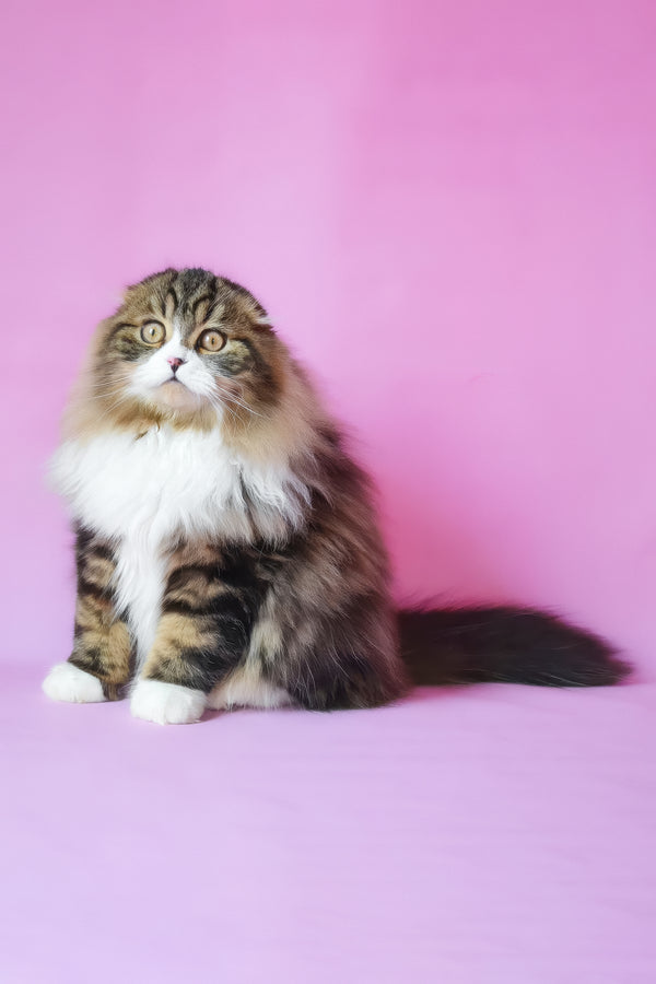 Nils | Scottish Fold Longhair Kitten
