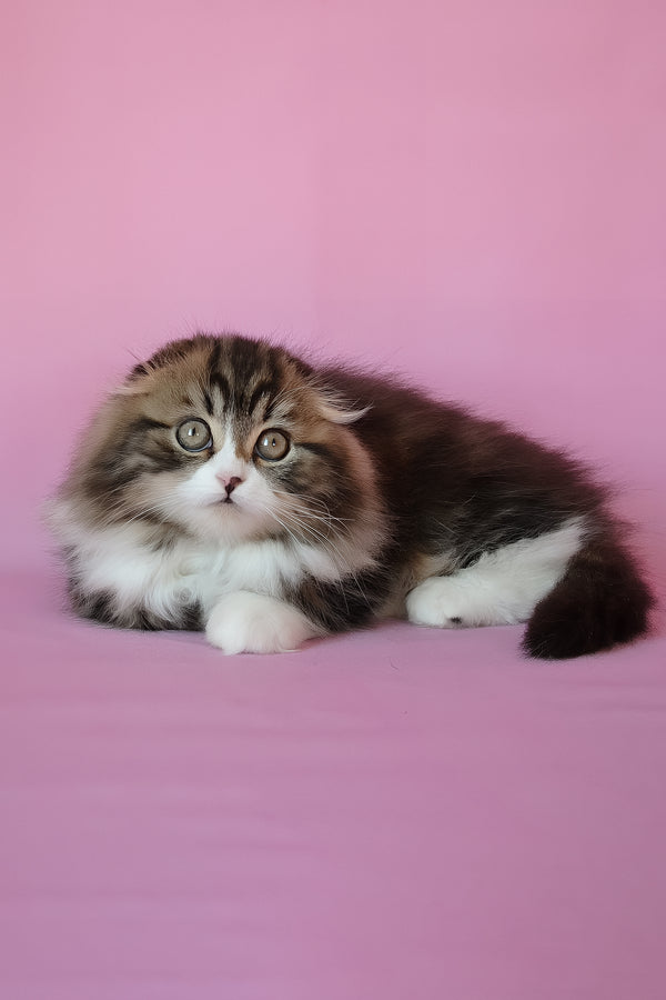 Nils | Scottish Fold Longhair Kitten