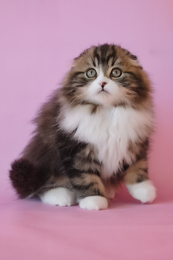 Nils | Scottish Fold Longhair Kitten