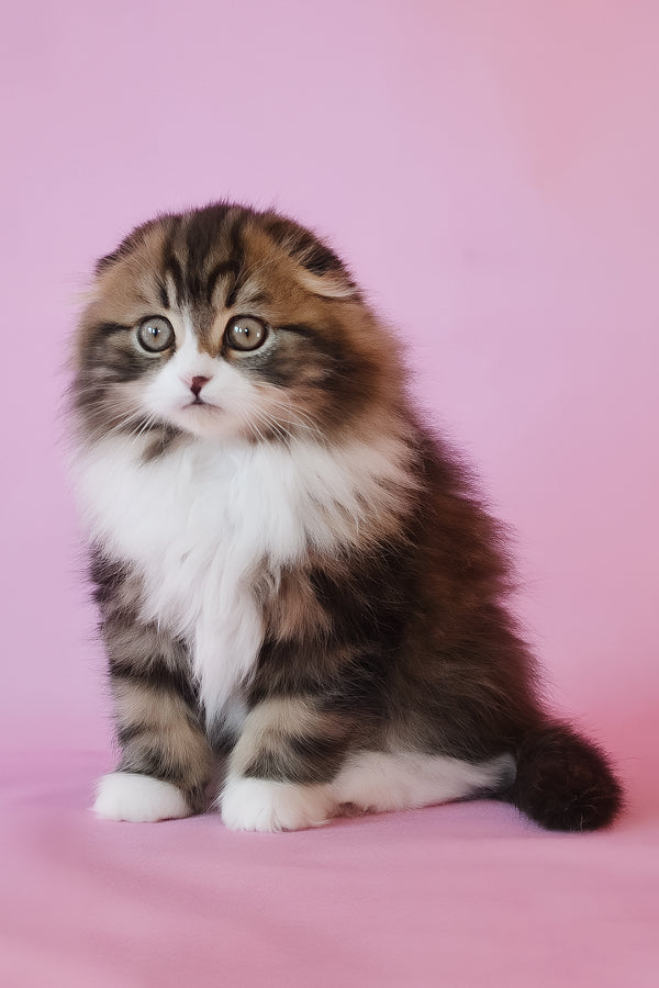 Nils | Scottish Fold Longhair Kitten