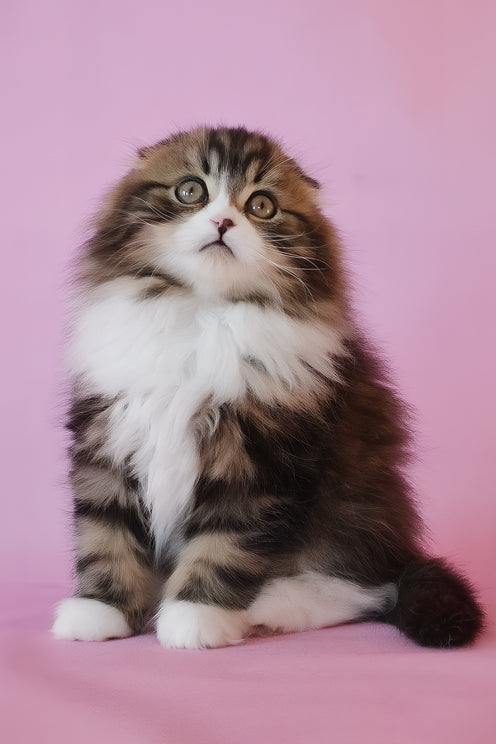 Nils | Scottish Fold Longhair Kitten
