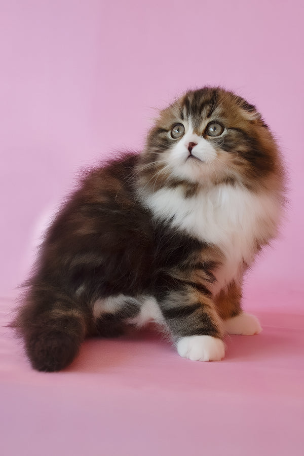 Nils | Scottish Fold Longhair Kitten