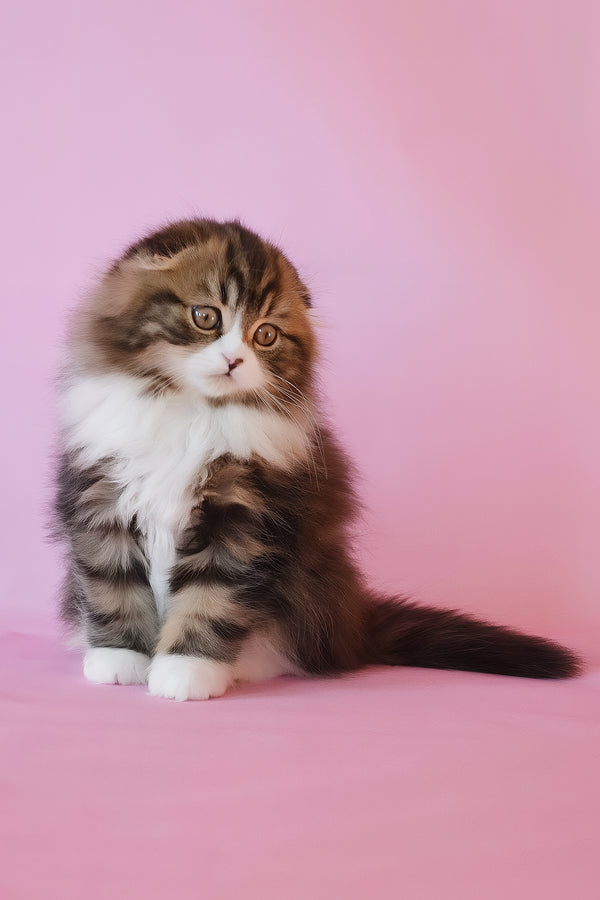 Nils | Scottish Fold Longhair Kitten