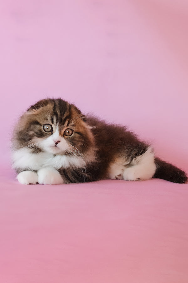 Nils | Scottish Fold Longhair Kitten