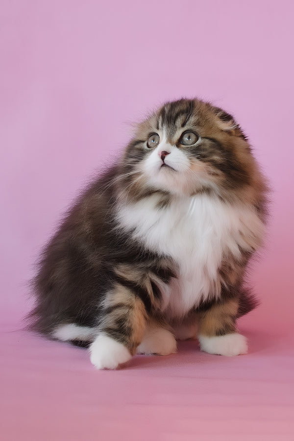 Nils | Scottish Fold Longhair Kitten