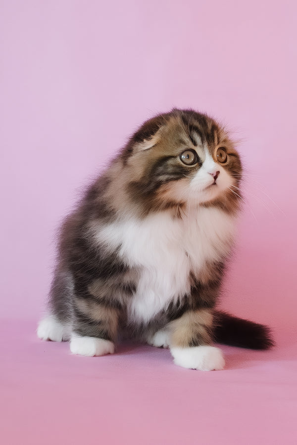 Nils | Scottish Fold Longhair Kitten