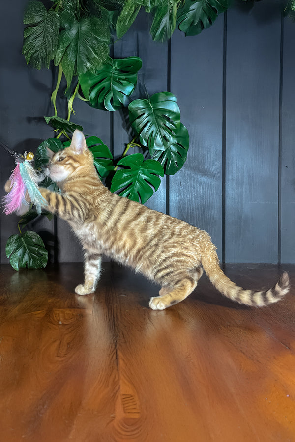 Nimbus | Toyger Kitten