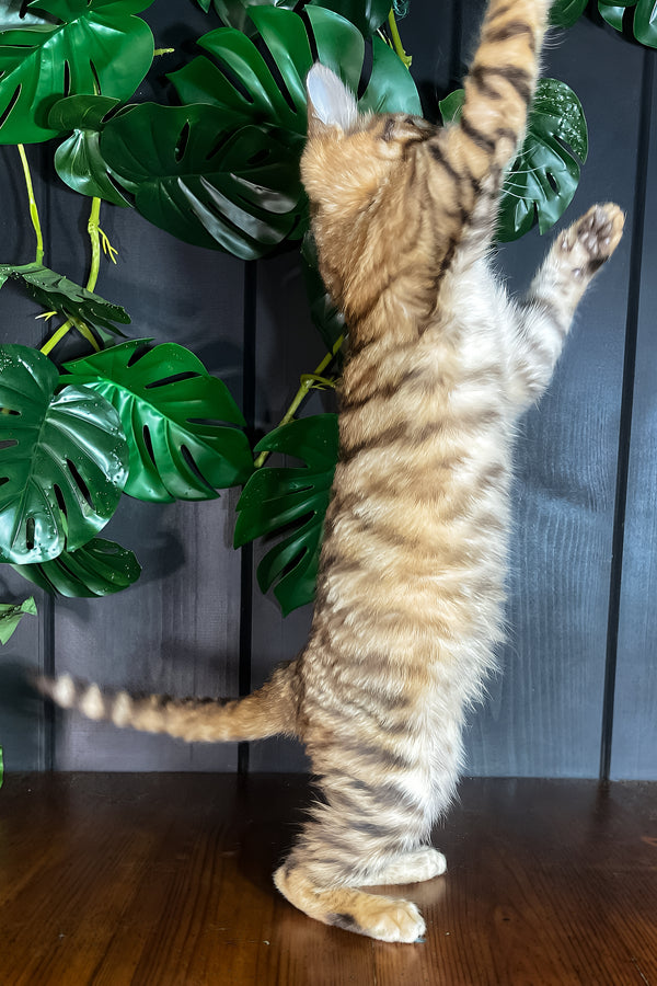 Nimbus | Toyger Kitten