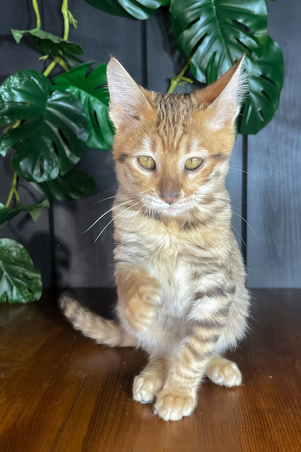 Nimbus | Toyger Kitten