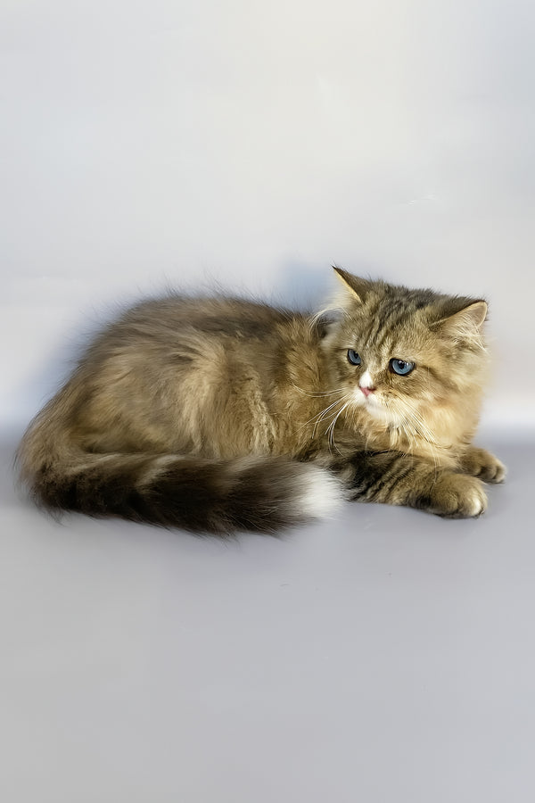 Nimfa | British Longhair Kitten