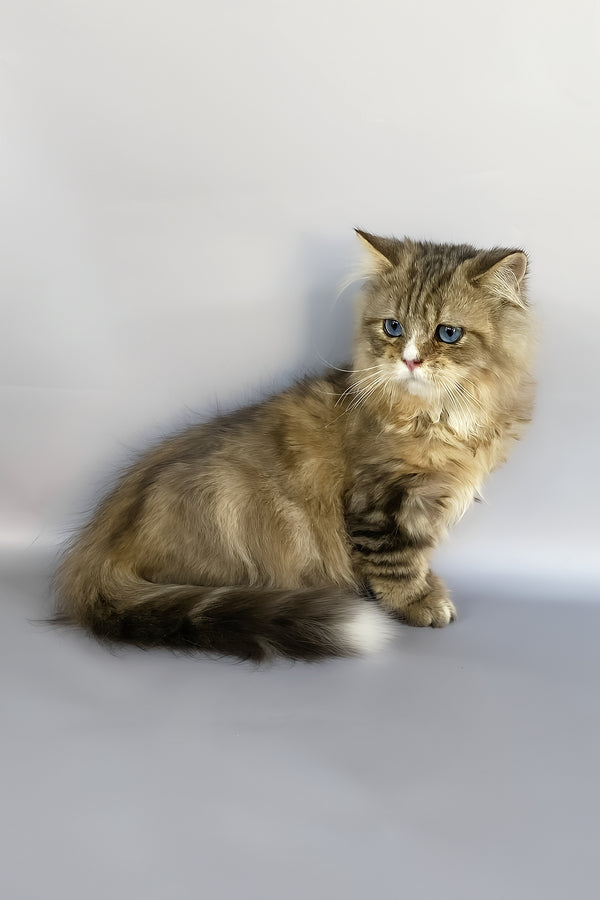 Nimfa | British Longhair Kitten