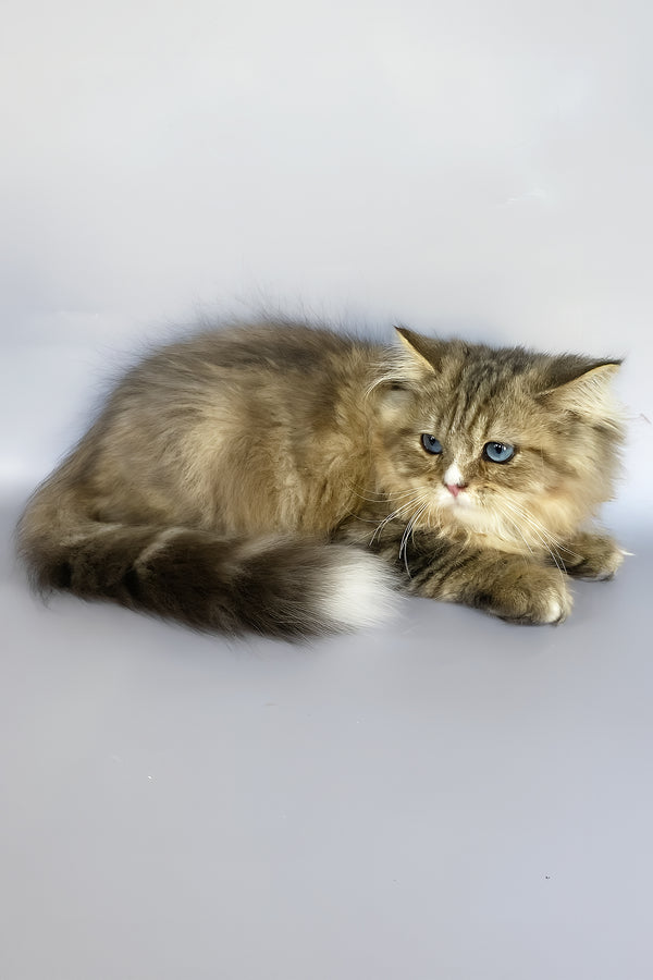 Nimfa | British Longhair Kitten