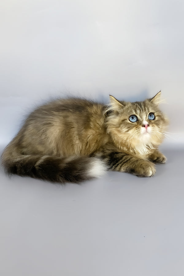 Nimfa | British Longhair Kitten