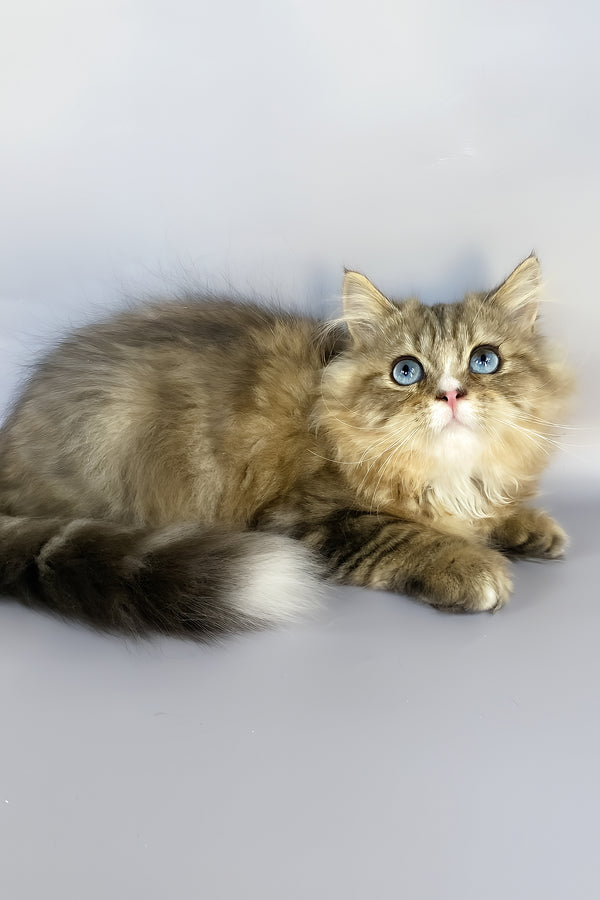 Nimfa | British Longhair Kitten