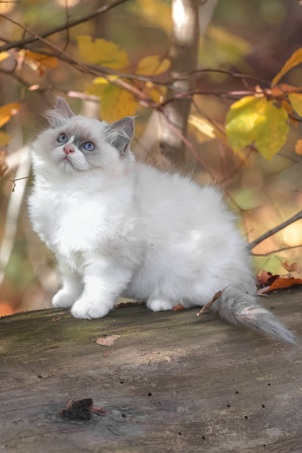 Ninja the Ragdoll Kitten with Deep Blue Eyes
