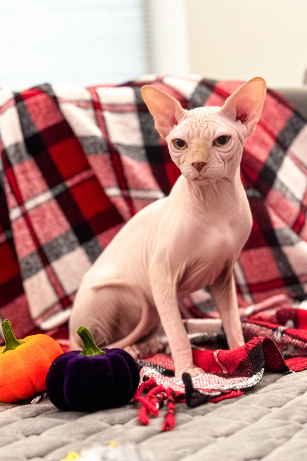 Nixon | Canadian Sphynx Kitten