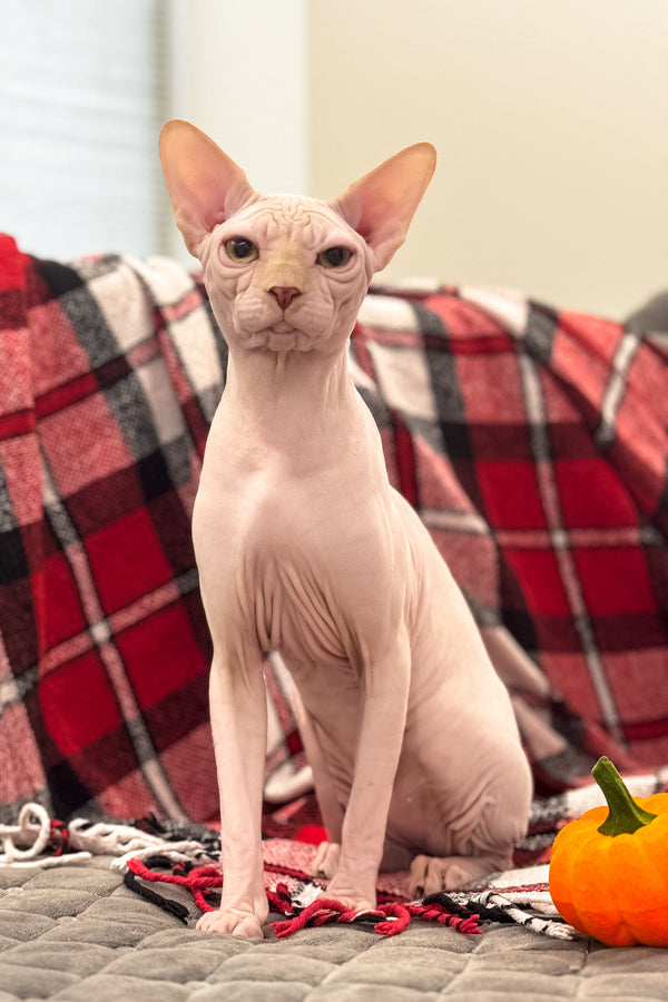 Nixon | Canadian Sphynx Kitten