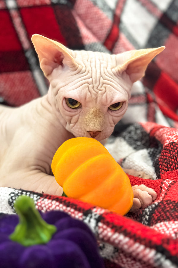 Nixon | Canadian Sphynx Kitten