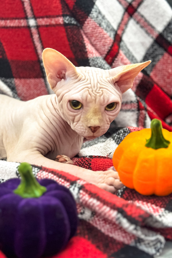 Nixon | Canadian Sphynx Kitten