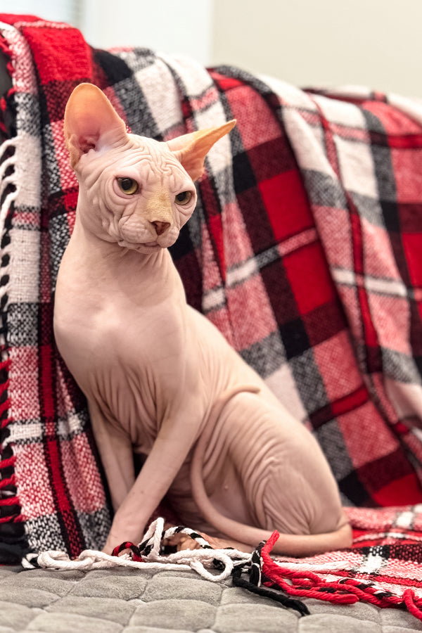 Nixon | Canadian Sphynx Kitten