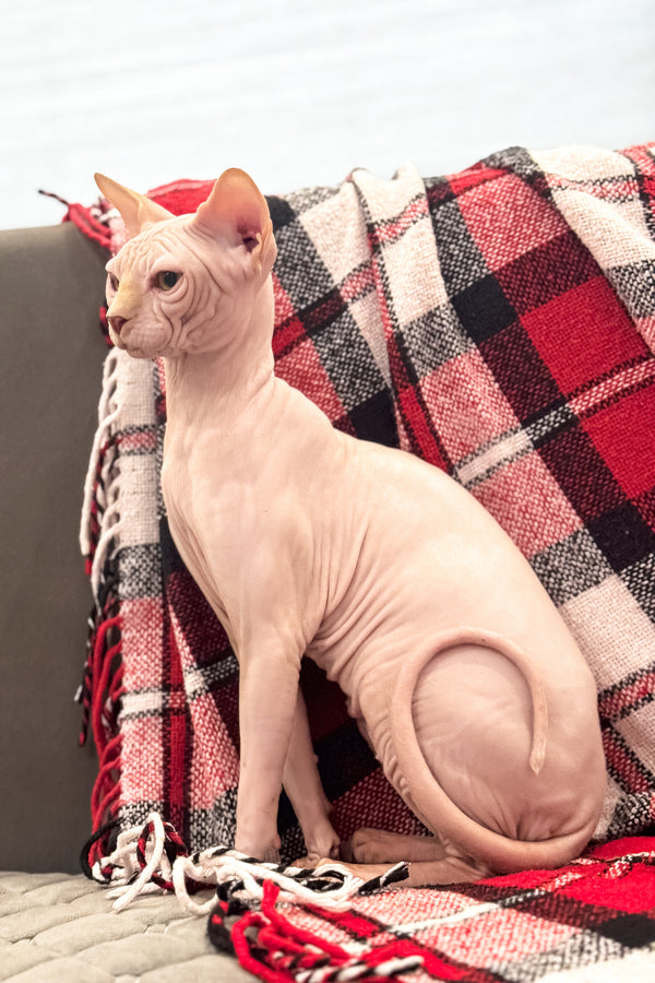 Nixon | Canadian Sphynx Kitten