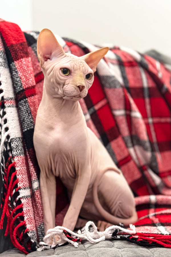 Nixon | Canadian Sphynx Kitten